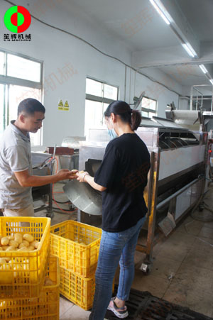 連續(xù)式土豆去皮機(jī)針對(duì)客戶帶來(lái)的大批土豆現(xiàn)場(chǎng)進(jìn)行加工處理測(cè)試,！