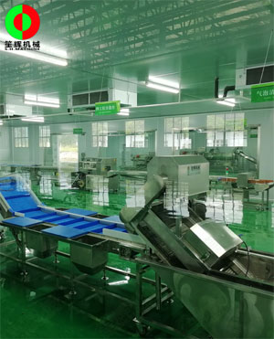 廣西蒙山標(biāo)準(zhǔn)化凈菜加工車間項目,，毛菜加工車間順利完工,！